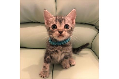 成約済の大阪府のアメリカンショートヘア-5379の3枚目